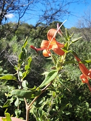 Anisacanthus thurberi
