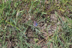 Plebejus samuelis