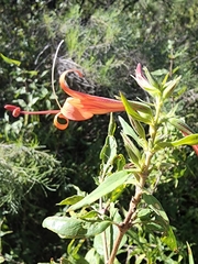 Anisacanthus thurberi