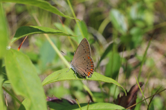 Satyrium titus