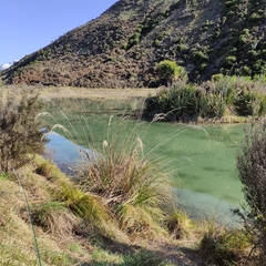 Austroderia richardii