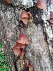 Auricularia cornea