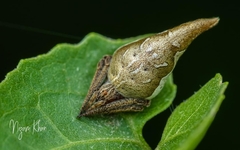 Eriovixia pseudocentrodes