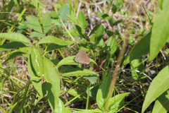 Satyrium titus