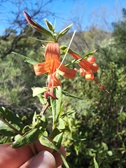Anisacanthus thurberi
