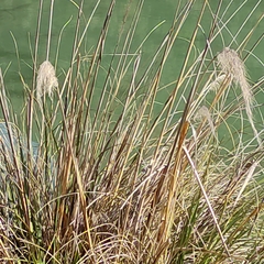 Austroderia richardii