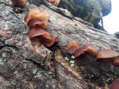 Auricularia cornea