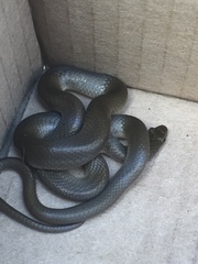 Lycodonomorphus rufulus