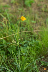 Tragopogon orientalis
