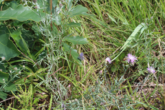 Plebejus samuelis