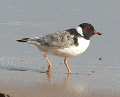 Thinornis cucullatus