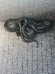 Lycodonomorphus rufulus