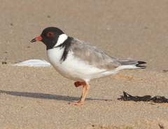 Thinornis cucullatus