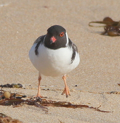 Thinornis cucullatus