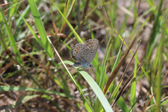 Plebejus samuelis
