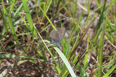 Plebejus samuelis