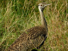 Lissotis melanogaster