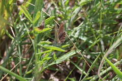 Plebejus samuelis
