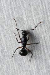 Myrmhopla