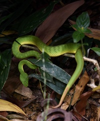 Trimeresurus albolabris
