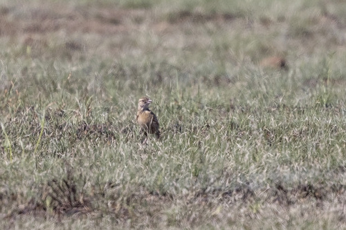 iNaturalist image
