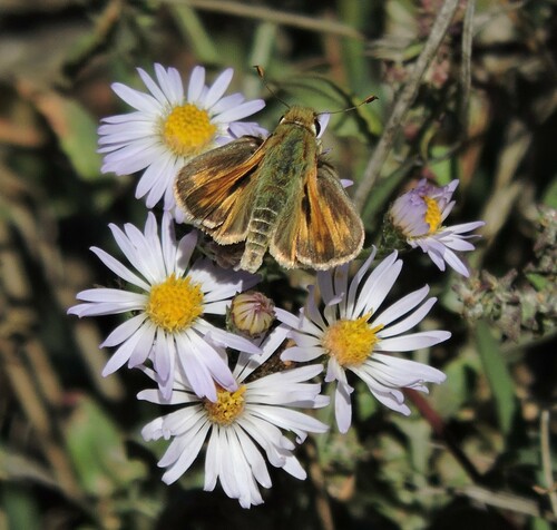 Field Skipper photo 6