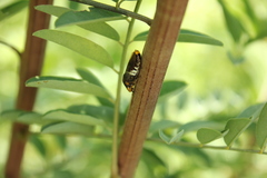 Homalodisca ichthyocephala