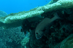 Plectorhinchus chaetodonoides