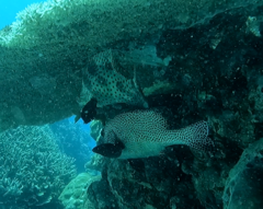 Chromileptes altivelis