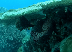 Plectorhinchus chaetodonoides