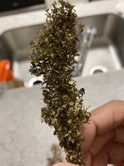 Tuckermanopsis subalpina