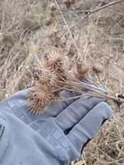 Arctium tomentosum