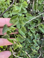 Calystegia purpurata