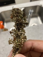 Tuckermanopsis subalpina