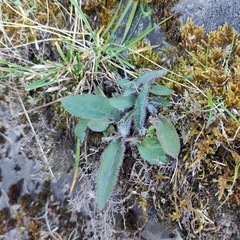 Hieracium lepidulum