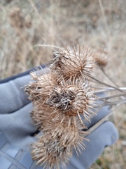 Arctium tomentosum