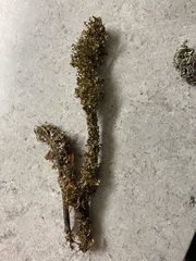 Tuckermanopsis subalpina