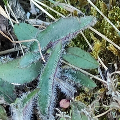 Hieracium lepidulum