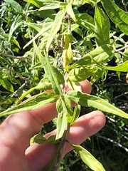 Anisacanthus thurberi