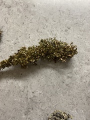 Tuckermanopsis subalpina