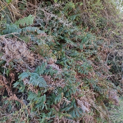 Polystichum vestitum