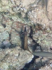 Muraena helena