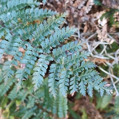 Polystichum vestitum