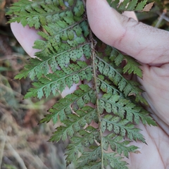 Polystichum vestitum