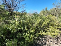 Anisacanthus thurberi