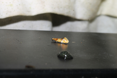 Epicallima argenticinctella