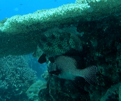 Chromileptes altivelis