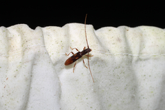 Heterachthes quadrimaculatus