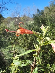 Anisacanthus thurberi