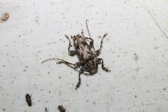 Aegomorphus modestus